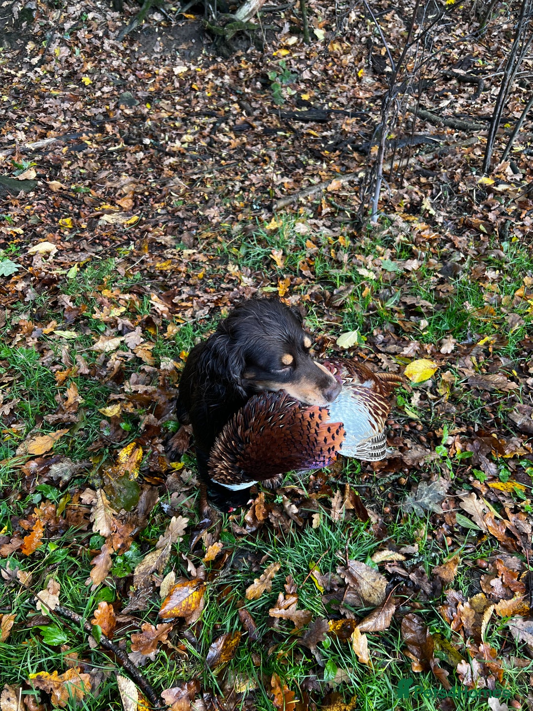 Cocker Spaniel dogs for stud: Hip scored. Fully DNA health tested - Advert 11
