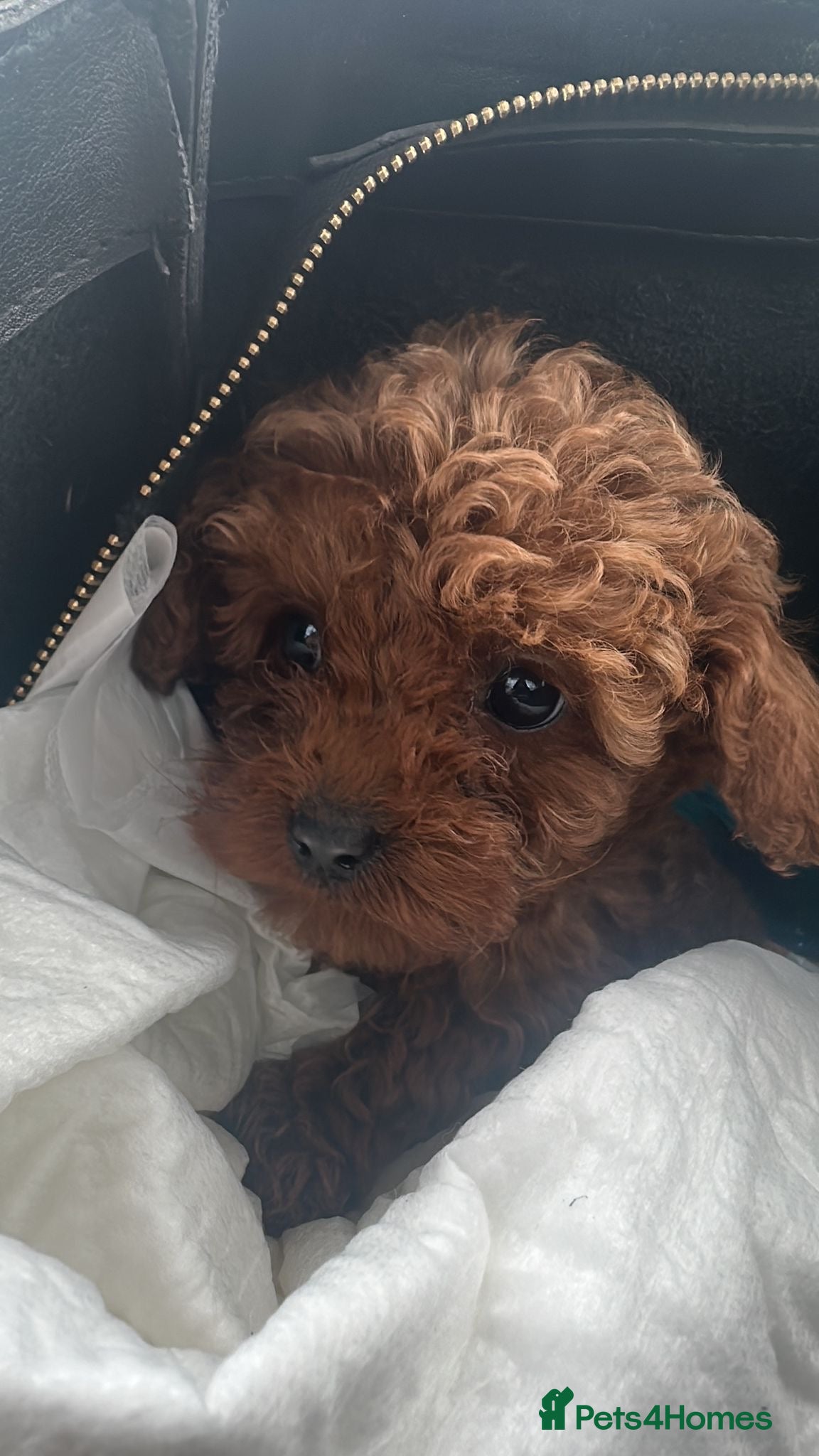 Toy Poodle dogs Asian toy poodle girls  - Advert 3