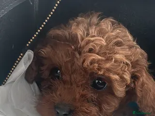 Toy Poodle dogs Asian toy poodle girls - Advert 15