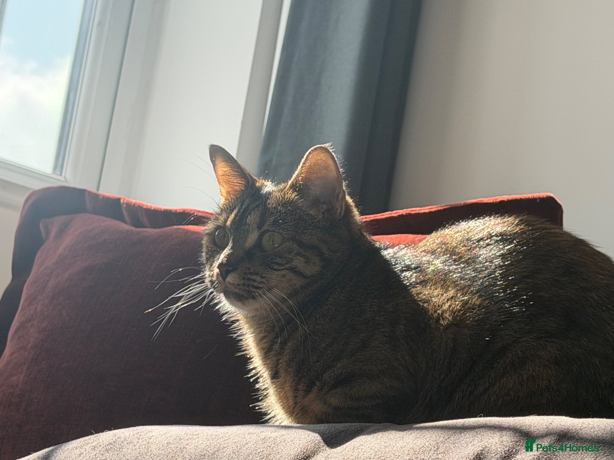 Mixed Breed cats Tommy (9 months old)  - Advert 6