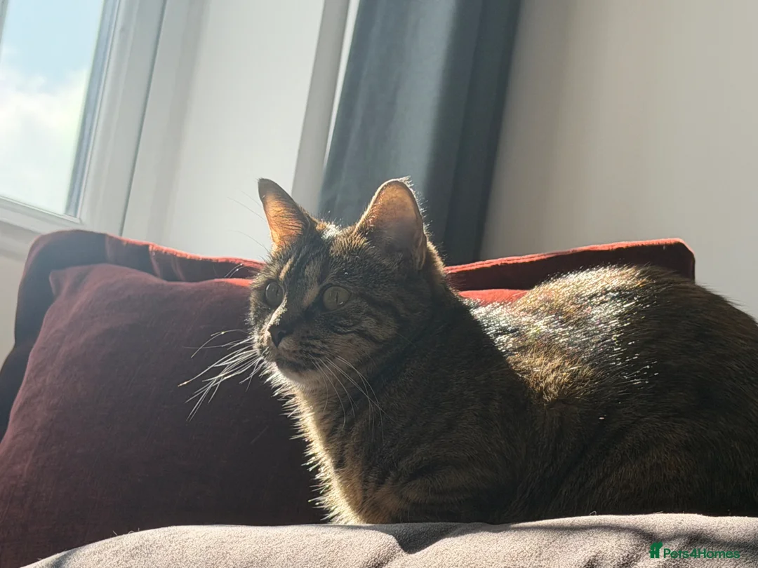 Mixed Breed cats for sale: Tommy (9 months old)  - Advert 1