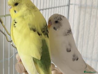 Budgerigars birds 2 Budgies in need for a new home(read description) - Advert 5