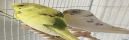 Budgerigars birds for sale: 2 Budgies in need for a new home(read description) - Advert 1