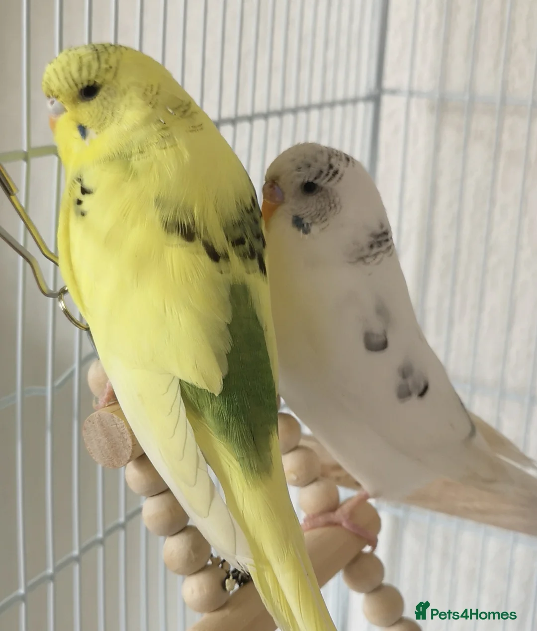 Budgerigars birds for sale: 2 Budgies in need for a new home(read description) - Advert 1