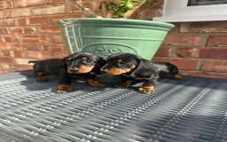 Miniature Dachshund dogs for sale: Miniature dachshund  - Image 4