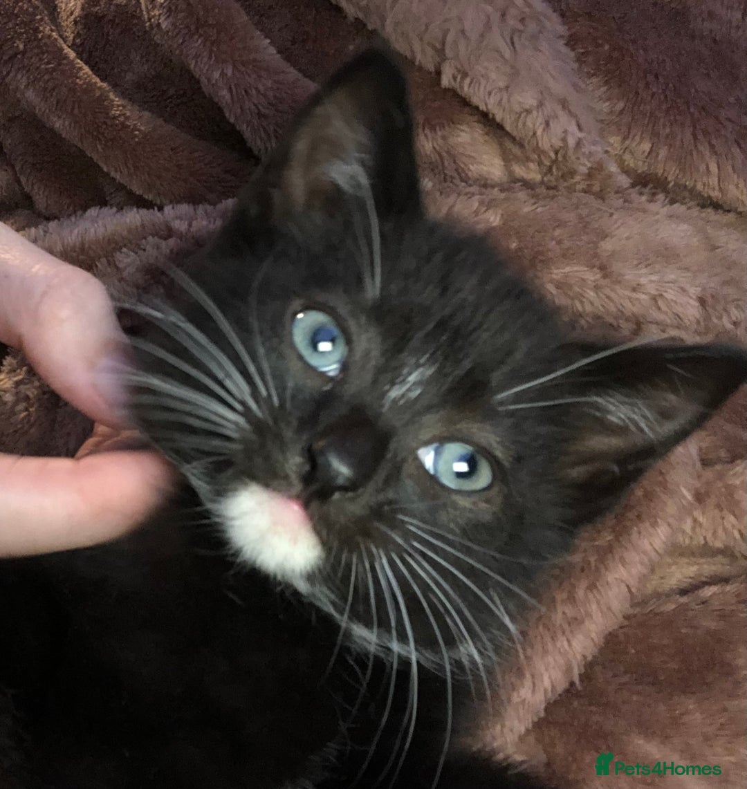 Mixed Breed cats for sale: 3 kittens available in Warrington! 2 male 1 female - Advert 6