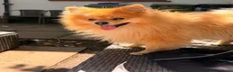 Pomeranian dogs for sale: Pomeranian in Watford - Advert 2