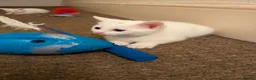 Mixed Breed cats for sale: Beautiful white kittens - Advert 8
