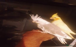Cockatiels birds for sale: 2 x lutino cockatiels babies 7 weeks old - Image 7