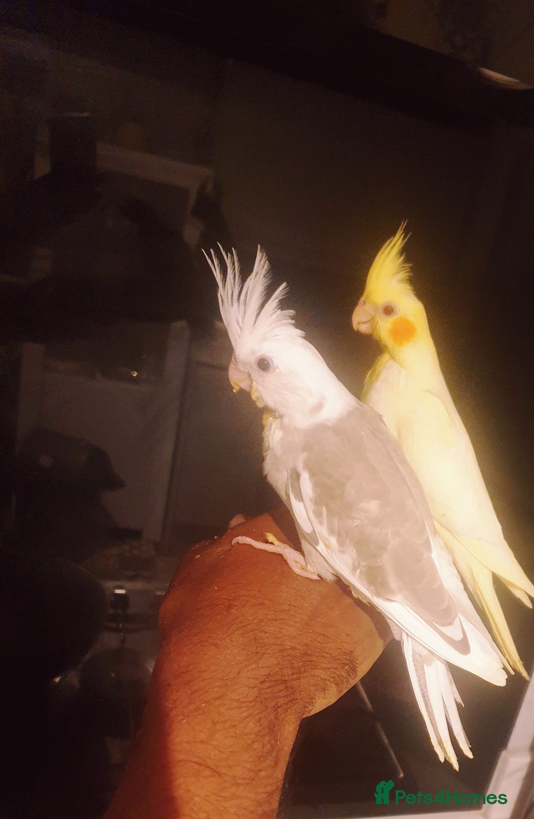 Cockatiels birds for sale: 2 x lutino cockatiels babies 7 weeks old - Image 7