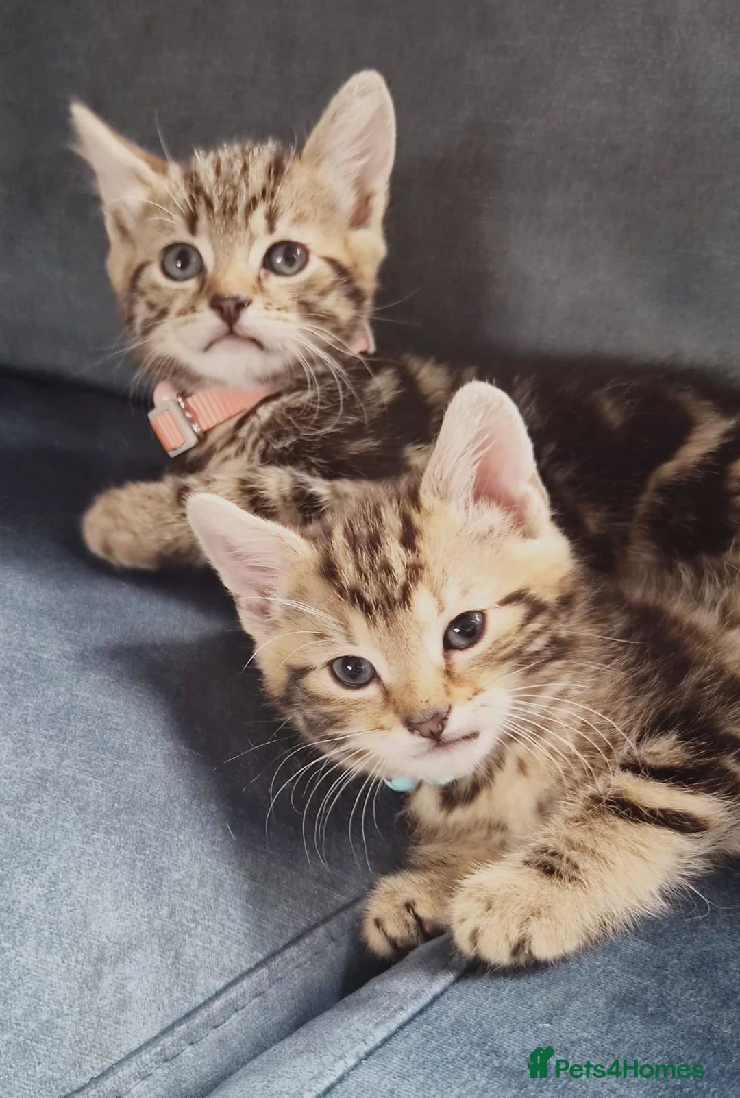 Mixed Breed cats for sale: male and female mixed breed kittens for sale in Dudley - Advert 2