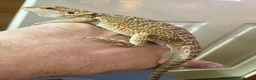 Bearded Dragon reptiles for sale: Juvenile Bearded dragons  - Advert 19