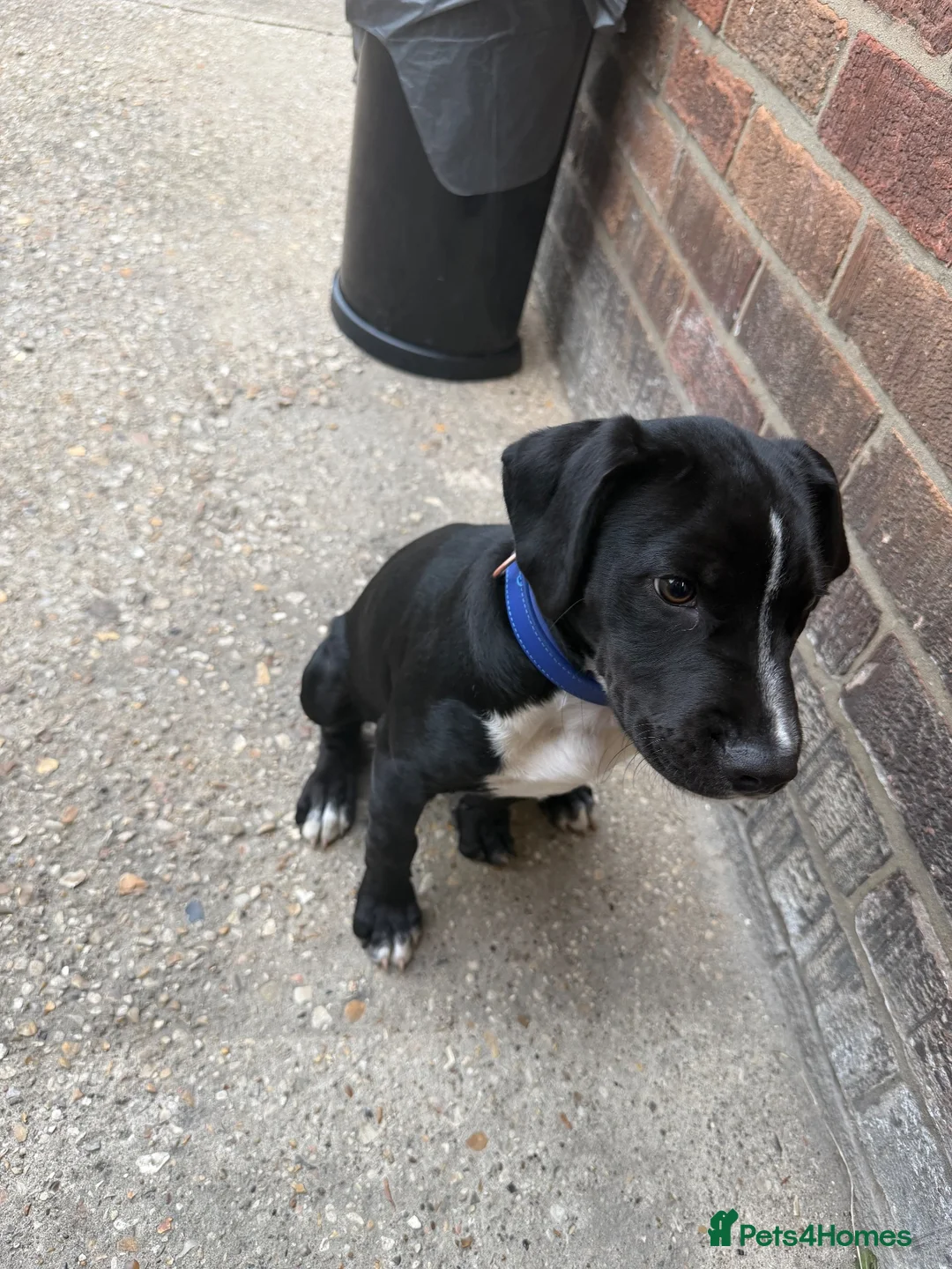 Mixed Breed dogs for sale: Male  - Advert 2