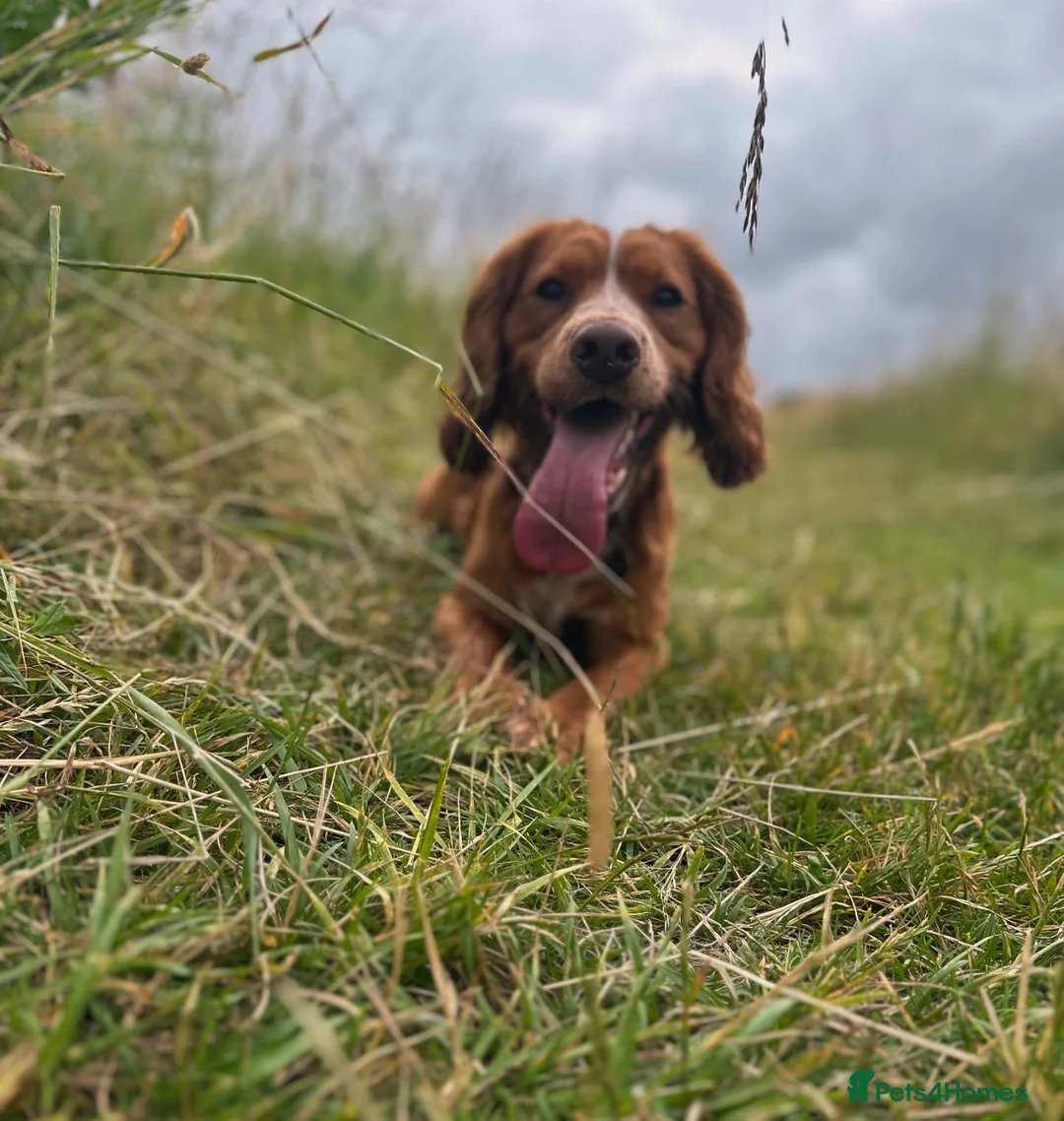 Cocker Spaniel dogs for stud: Working Cocker Spaniel at Stud (Proven) in Wolverhampton - Advert 2