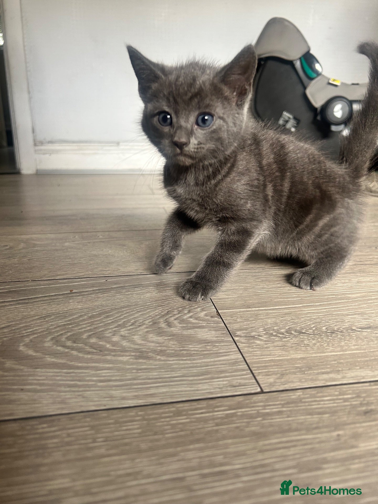 Ragdoll cats RAGDOLL X BSH KITTENS READY TO LEAVE 💓 - Advert 1