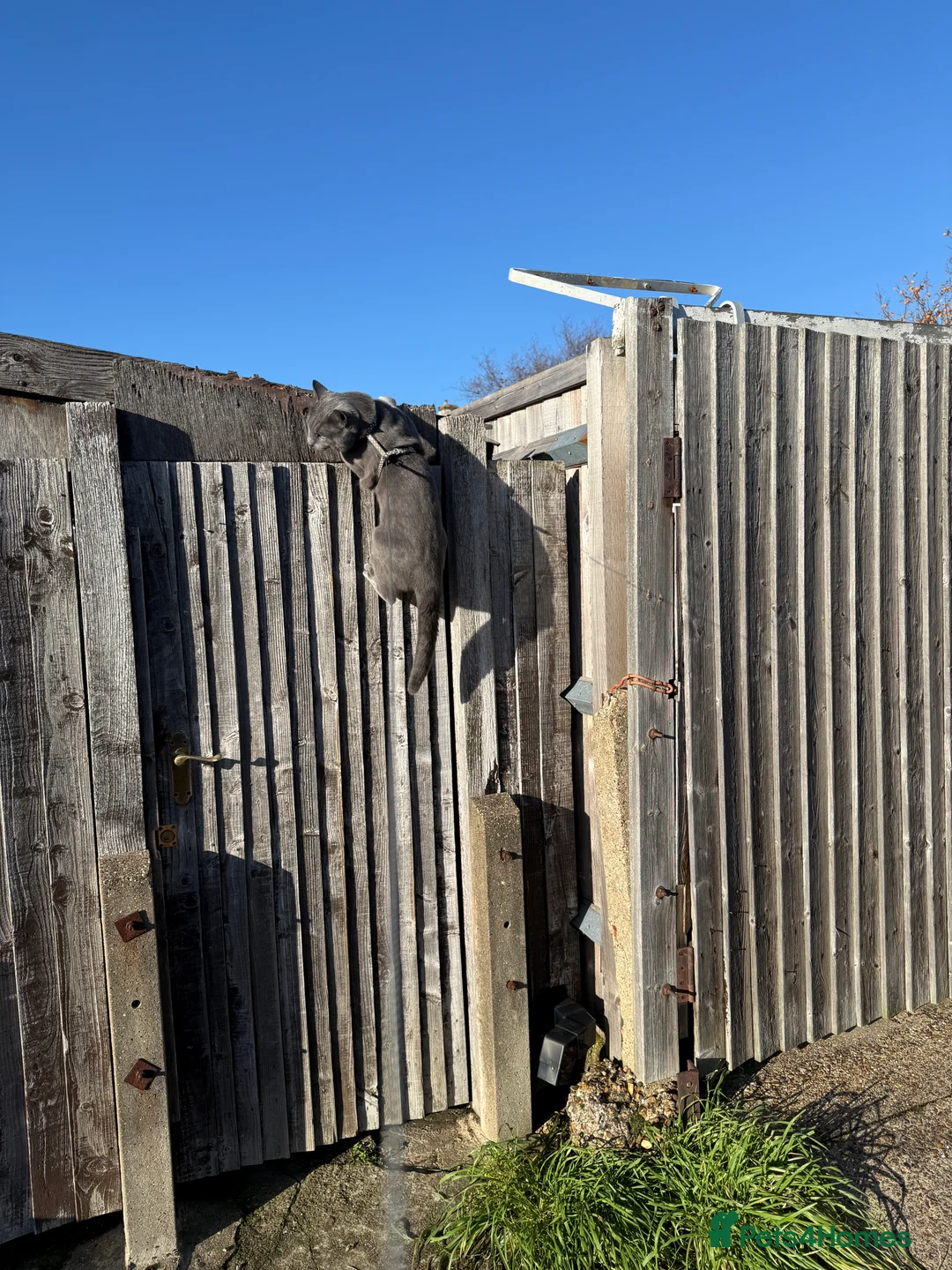 Russian Blue cats for stud: Pure Russian Blue Stud Available for Mating in Chessington - Advert 16