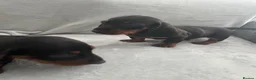 Miniature Dachshund dogs for sale: Dachshund boys in Coventry - Advert 12