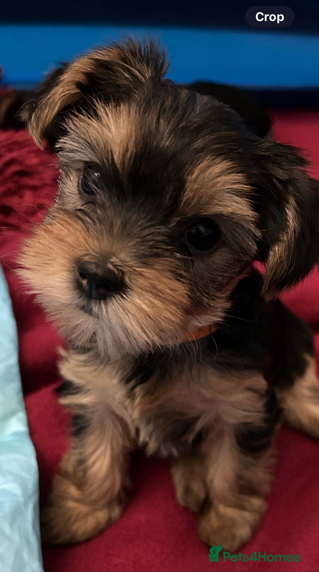 Yorkshire Terrier dogs for sale: Mini Yorkshire Terrier Puppies. - Advert 3