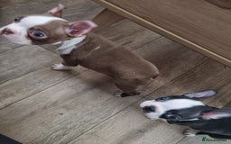 Boston Terrier dogs for sale: Boston Terrier pups - Image 25