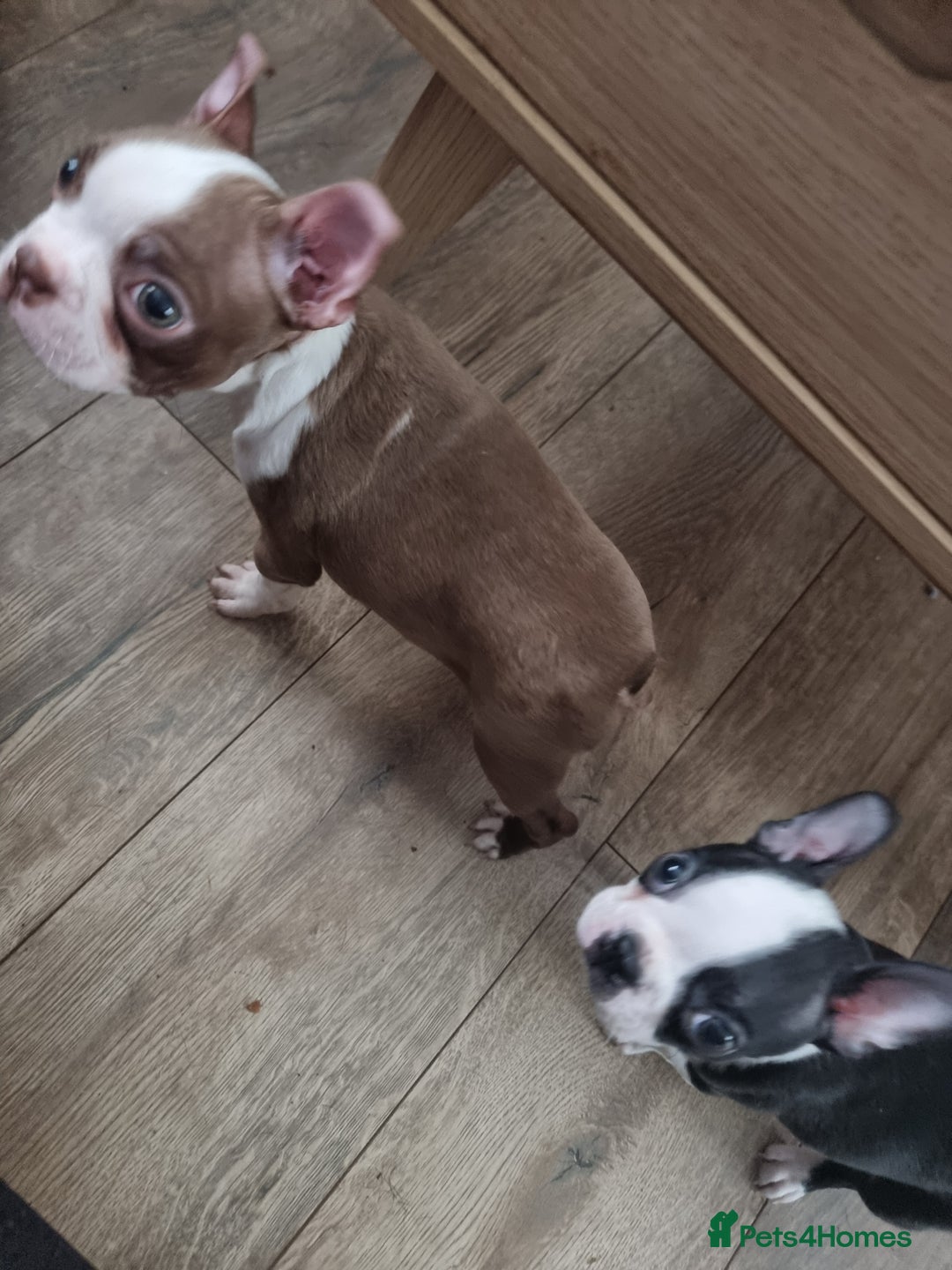 Boston Terrier dogs for sale: Boston Terrier pups - Image 25