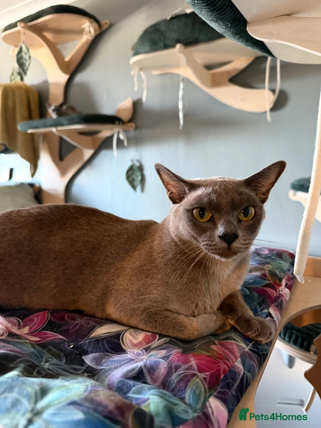 Burmese cats for sale: Lovely blue Burmese girls  in Edinburgh - Advert 1