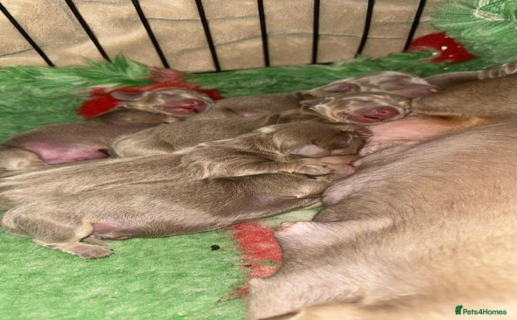 Miniature Dachshund dogs Mini dachshund puppies  - Advert 4