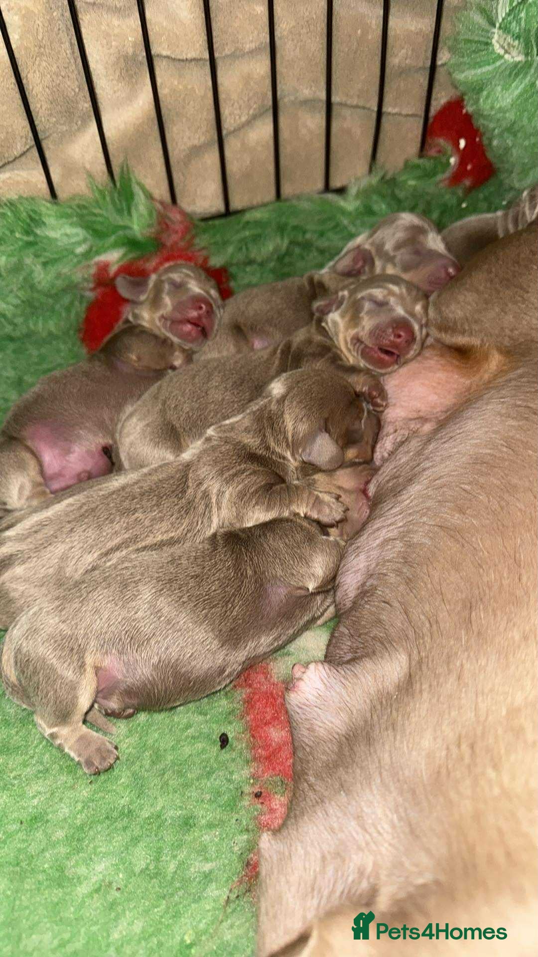 Miniature Dachshund dogs for sale: Mini dachshund puppies  - Advert 1