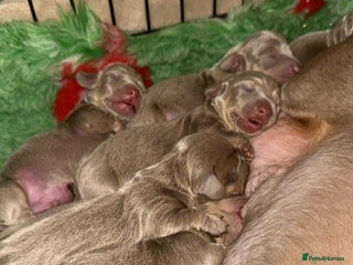 Miniature Dachshund dogs for sale: Mini dachshund puppies - Advert 1