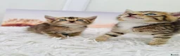 Mixed Breed cats for sale: beautifull kittens ready to go - Advert 3