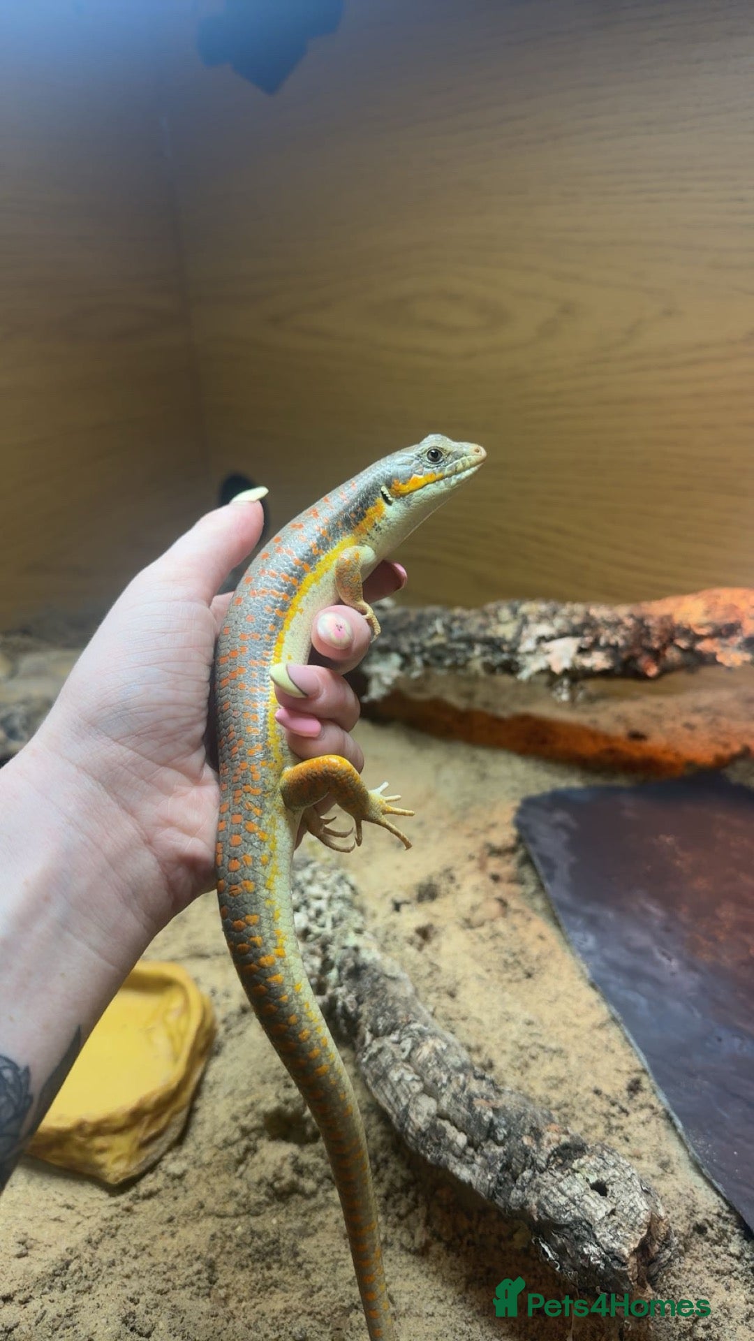 Skink reptiles Berber Skink with Set Up - Advert 1