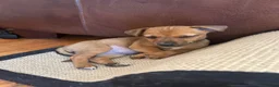 Jack Russell dogs for sale: Jack Russell pups - Advert 15