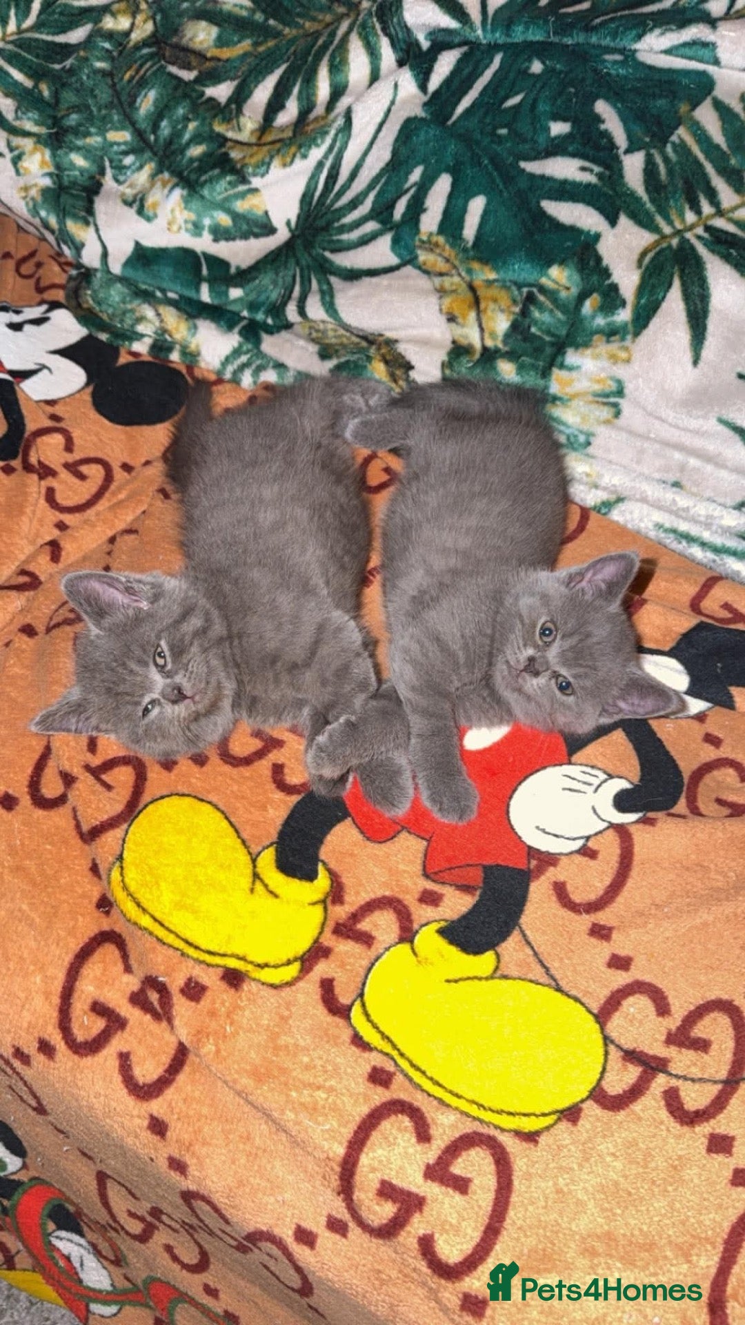 British Shorthair cats British shorthair kitten looking new home ❤️ - Advert 2