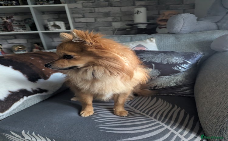 Pomchi dogs - Advert 1