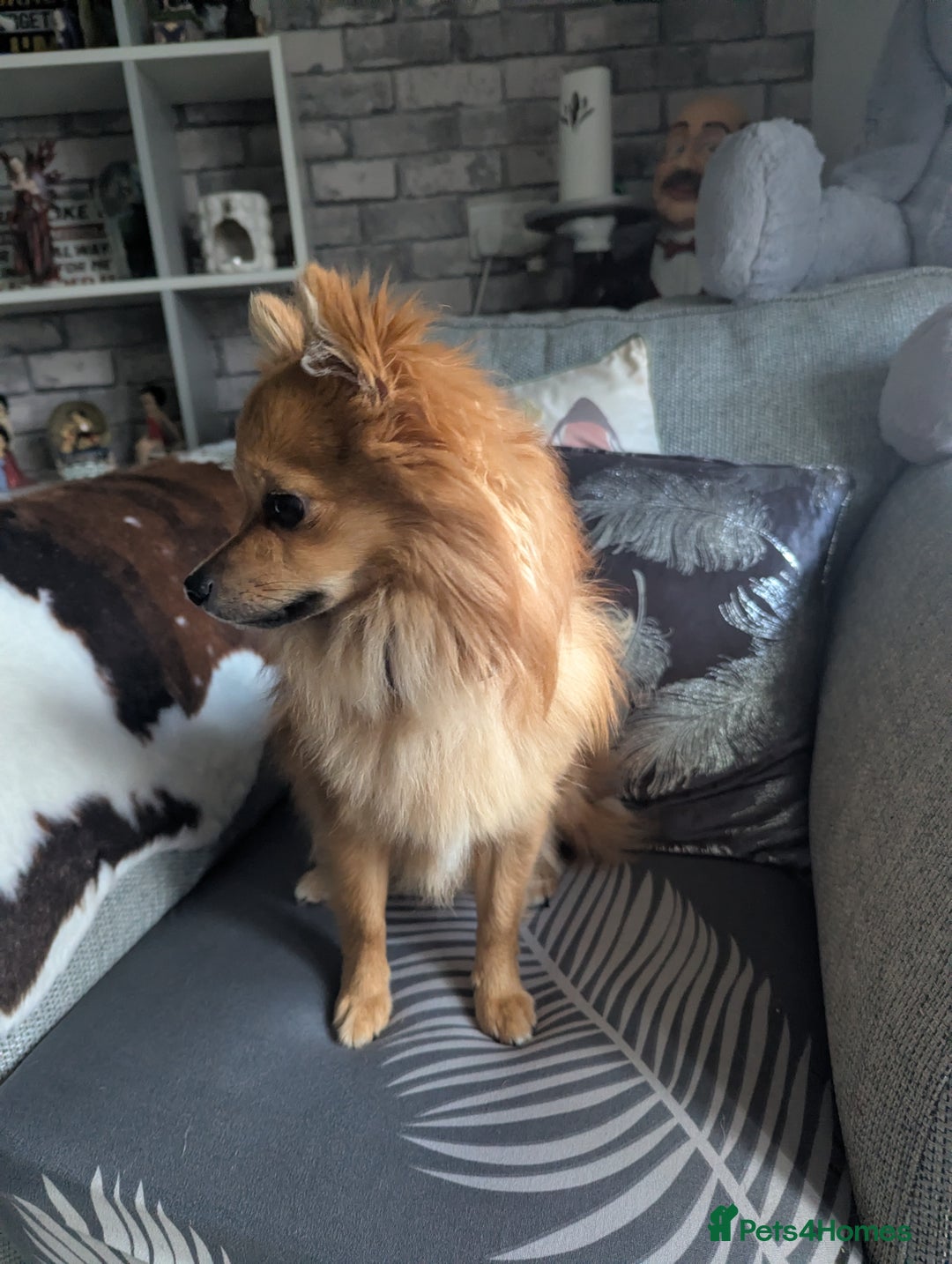 Pomchi dogs for sale: Pomchi  - Image 1