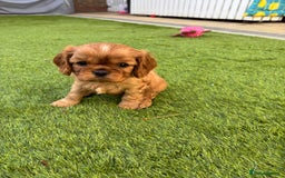 Cavalier King Charles Spaniel dogs for sale: KC Cavalier King Charles spaniel  - Image 1