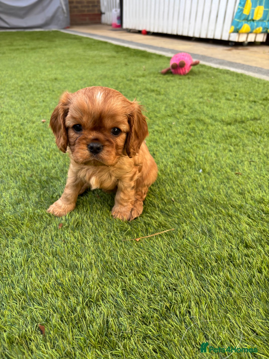 Cavalier King Charles Spaniel dogs for sale: KC Cavalier King Charles spaniel  - Image 1