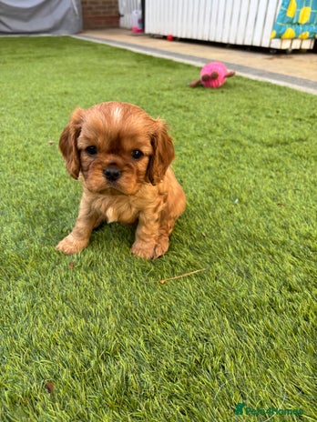 Cavalier King Charles Spaniel dogs - Advert 10
