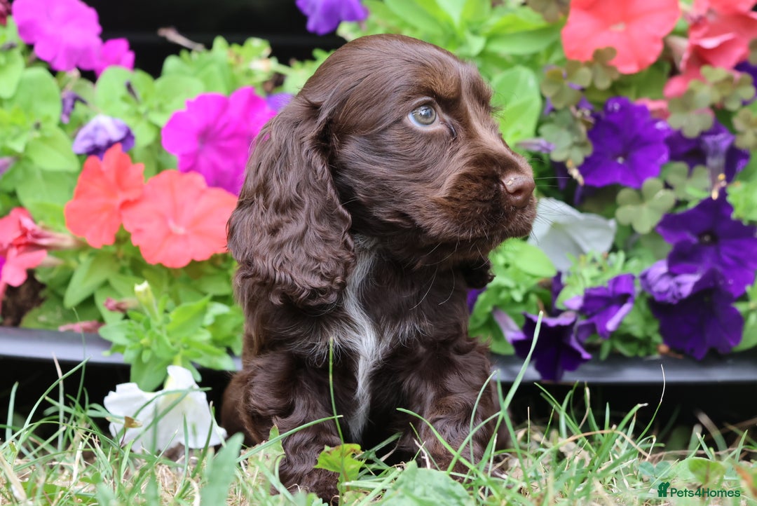 Cocker Spaniel dogs for sale: Family raised champion cocker REDUCED AND READY - Image 10