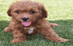Cavapoo dogs for sale: Beautiful Toy Cavapoo Puppies for sale - Image 20