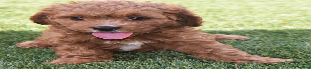 Cavapoo Puppy 4