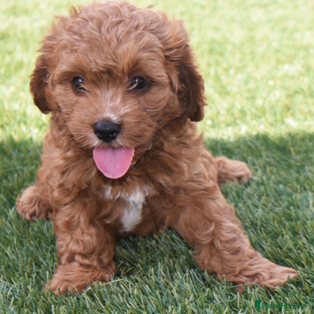 Cavapoo dogs for sale: Beautiful Toy Cavapoo Puppies for sale - Image 20
