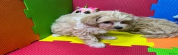 Maltipoo dogs for sale: ❤️3 Maltipoo F1 Babies❤️ - Advert 10