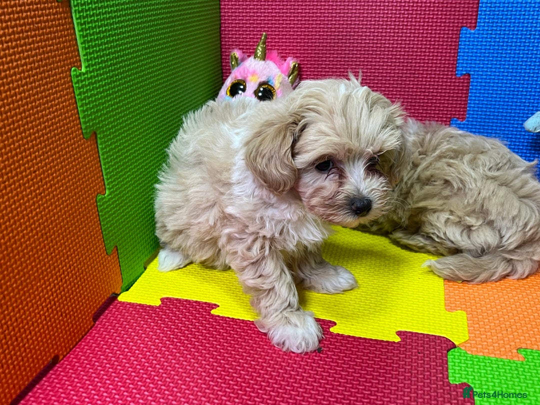 Maltipoo dogs for sale: ❤️3 Maltipoo F1 Babies❤️ - Advert 10