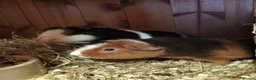 Guinea Pig rodents for sale: Teddy brothers - Advert 4
