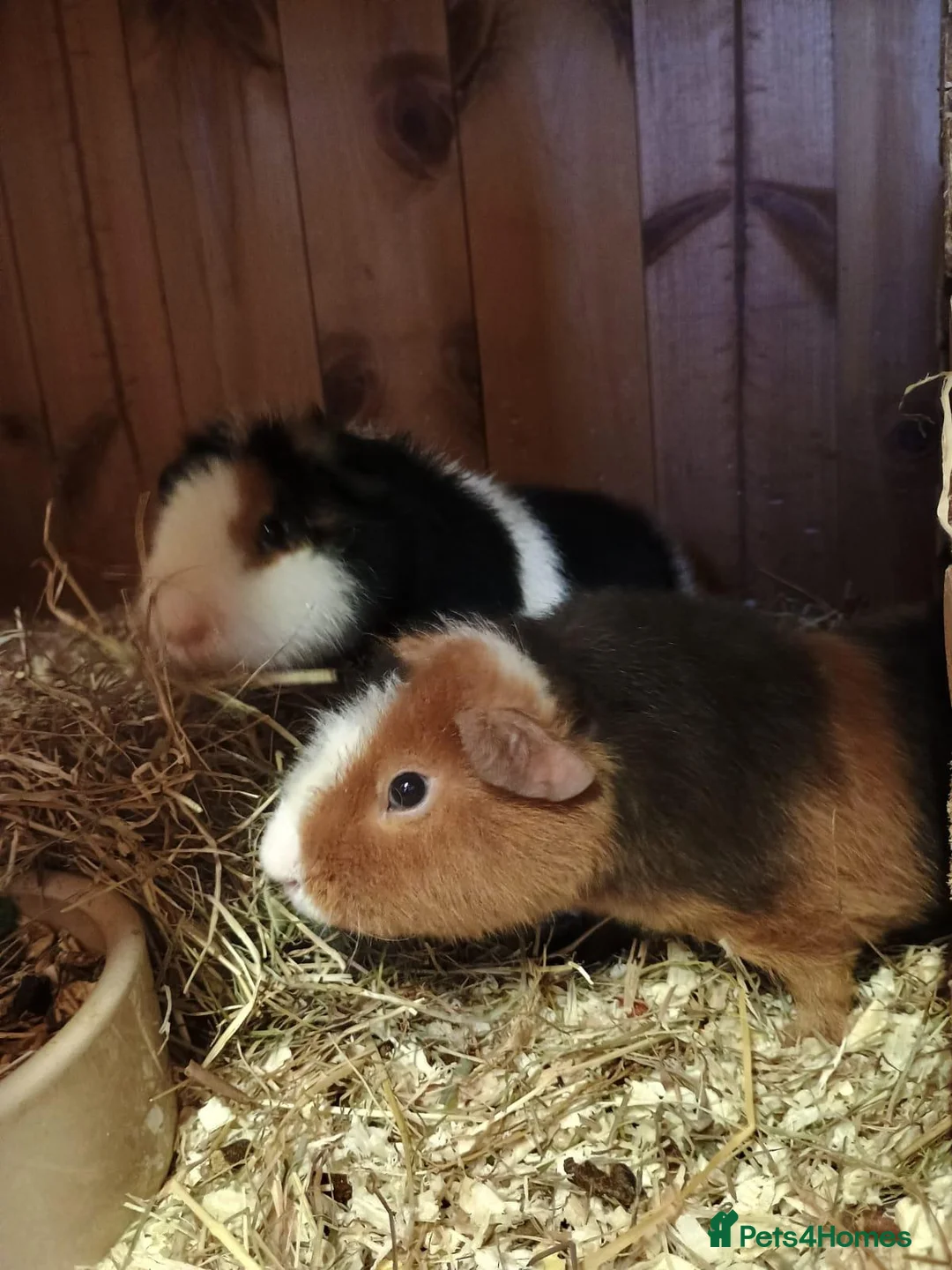 Guinea Pig rodents for sale: Teddy brothers - Advert 4