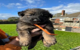 German Shepherd dogs for sale: Beautiful Litter of German Shepherd Puppies - Image 28