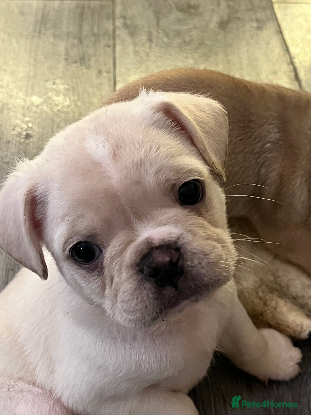 Frug dogs for sale: Pug puppies  - Advert 15