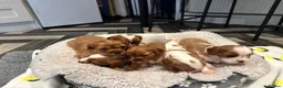 Cavalier King Charles Spaniel dogs for sale: 6 SWEET LITTLE BEAUTIES 2 boys 4 girls  - Advert 31