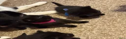 Domestic Shorthair cats for sale: 4 kittens available  in Sutton Coldfield - Advert 6