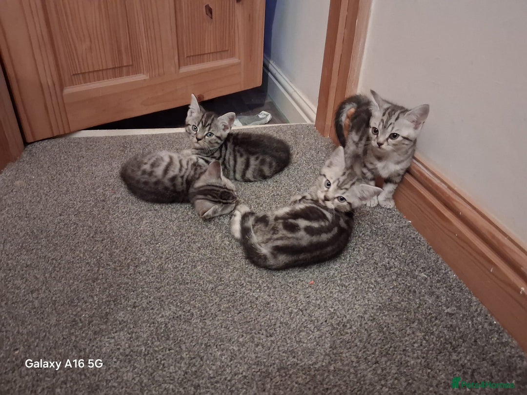 British Shorthair cats for sale: 3 kittens for salw - Image 4
